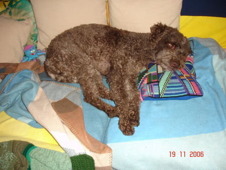 Lagotto Romagnolo Hunde Foto 35659 Lagotto Romagnolo Eny müde