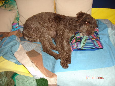 Lagotto Romagnolo Eny müde