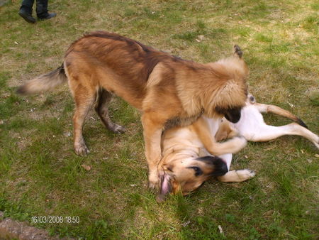 Leonberger Hunde Foto 42470 Leonberger freistilringen mit einem Fila
