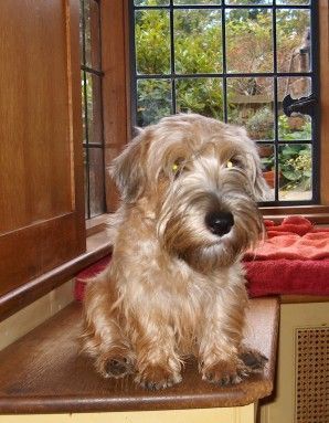 Lucas-Terrier Mistletoe