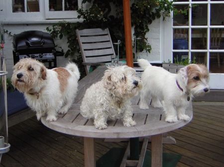 Lucas-Terrier Hunde Foto 36128 Lucas-Terrier Pebbles, Salty and Pippin