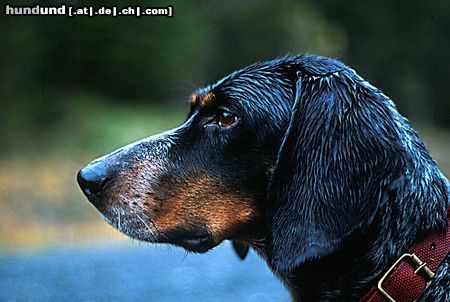 Luzerner Laufhund Hunde Foto 15837 in höherer Auflösung ansehen Luzerner Laufhund S42057/97 Mortenkullen´s Birk SUCH; NUCH; SJCH; NJCH, RR