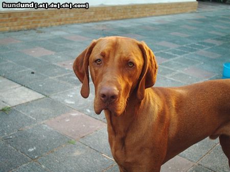 Kurzhaariger Ungarischer Vorstehhund ares 