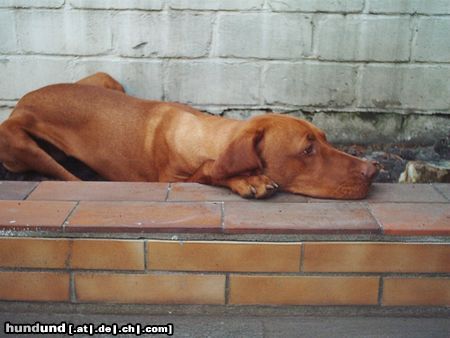 Kurzhaariger Ungarischer Vorstehhund mir is so langweilig