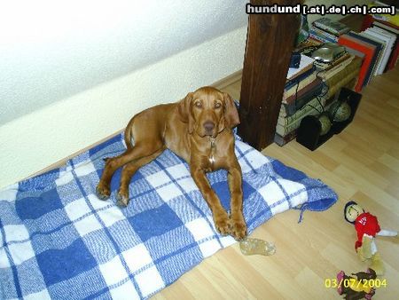Kurzhaariger Ungarischer Vorstehhund Maggy 4 1/2 Monate