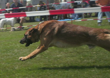 Malinois Hunde Foto 42661 Malinois Nero 3 Jahre alt - Hunderennen 2008
