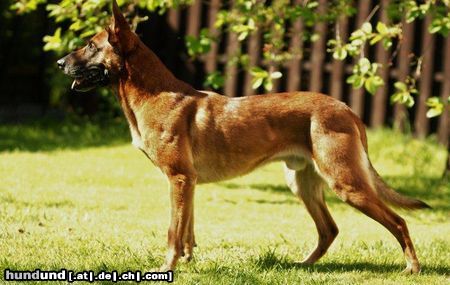 Malinois Kerou