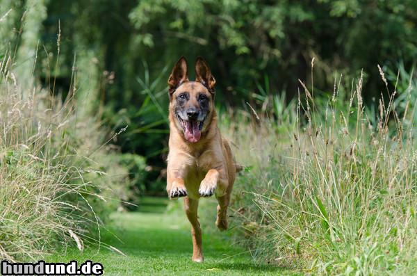 Malinois Malinois im Garten 