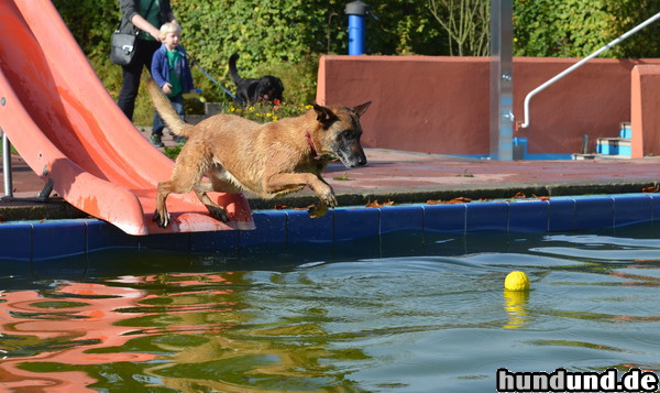 Malinois Malinois springt von einer Wasserrutsche zu seinem Ball in das Wasser.