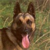Malinois Hunderasse Malinois Hund