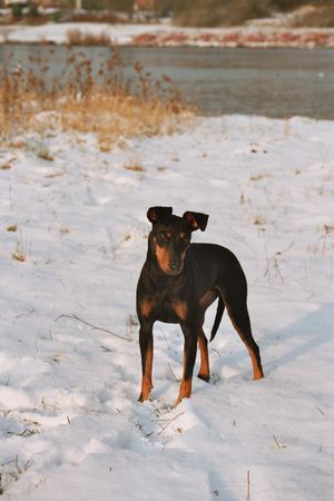 Manchester-Terrier Hunde Foto 38055 in höherer Auflösung ansehen Manchester-Terrier Chili Pepper & Georgina Rocket von Mainhattan