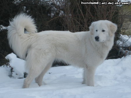 Maremmaner Hirtenhund Alyssa im Schnee