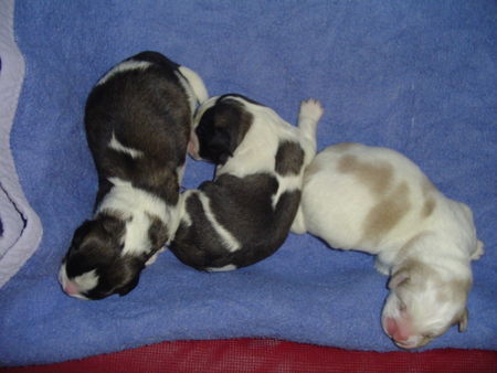 Pyrenäenhund Hunde Foto 37132 in höherer Auflösung ansehen Pyrenäenhund die 3 Jungs vom C-Wurf