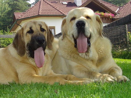 Mastin Espanol Hunde Foto 34268 Mastin Espanol Vater Sultan mit Tochter Feimi