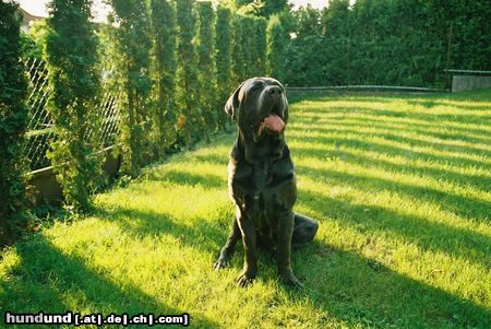 Mastino Napoletano Das ist Pluto