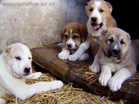 Mittelasiatischer Schäferhund Sehr schone Welpen zu verkaufen -Russland bludline