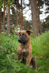 Hollandse Herdershond Hund