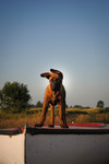 Hollandse Herdershond Hund