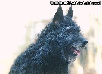 Hollandse Herdershond Rauhaariger Schlag Hunde Foto 17283 Hollandse Herdershond Rauhaariger Schlag Stemma's Pinja-Claire aus Finnland