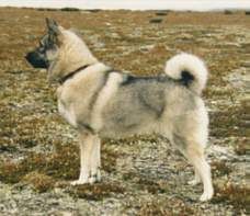 Norwegischer Elchhund