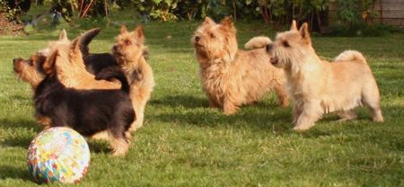 Norwich Terrier Wo bleibt denn der andere Ball?