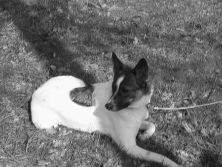 Ostsibirischer Laika Hunde Foto 38555 Ostsibirischer Laika unsre Laika!-sie wurde so genannt, ohne ihre Rasse zu kennen :-)
