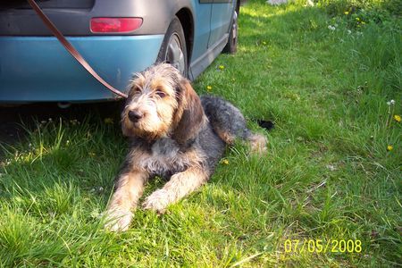 Otterhund Hunde Foto 42058 Otterhund Linus