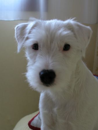 Parson-Russell-Terrier Obelix - Claremorris White Spirit