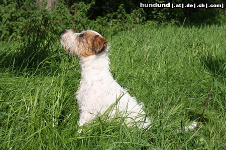Parson-Russell-Terrier Vor und nach dem Baden, Agent 13 Wochen