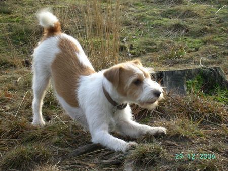 Parson-Russell-Terrier Luna geb. 14.03.2005