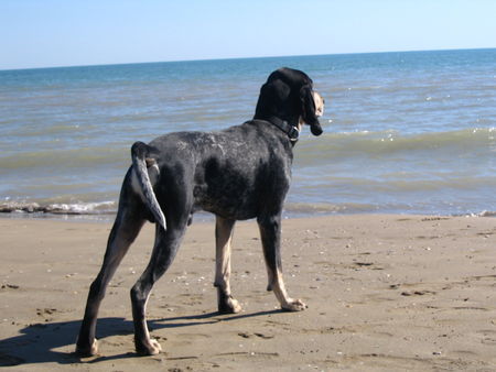 Petit Bleu de Gascogne Hunde Foto 40159 Petit Bleu de Gascogne Belle-Petit du grand veilly, gen. \