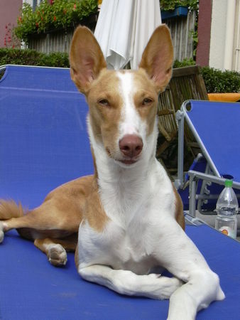 Pharaonenhund Hunde Foto 36658 in höherer Auflösung ansehen Pharaonenhund Salty aus K�ln