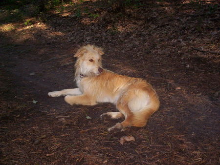 Podengo Portugueso Medio Hunde Foto 34093 in höherer Auflösung ansehen Podengo Portugueso Medio Josy,Country Camping Tiefensee