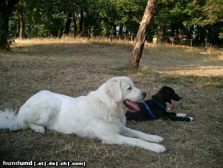 Polski Owczarek Podhalanski Quanda vom Wogenrain & beste Freundin Kasia beobachten das Treiben auf ihrer so sehr geliebten Hundewiese