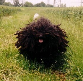 Puli Hunde Foto 42438 Puli Mein schwarzes Teufelchen Bogi