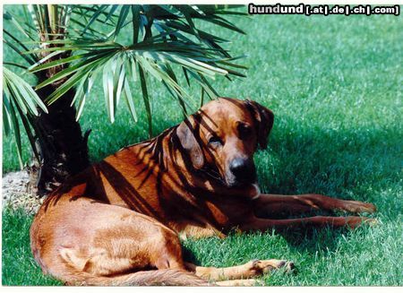 Redbone Coonhound Faro relaxing under the palm tree
