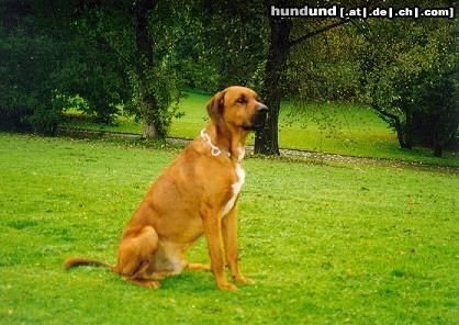 Redbone Coonhound Faro als Auto-Wächter 