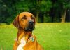 Redbone Coonhound Hund