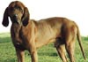 Redbone Coonhound Hund
