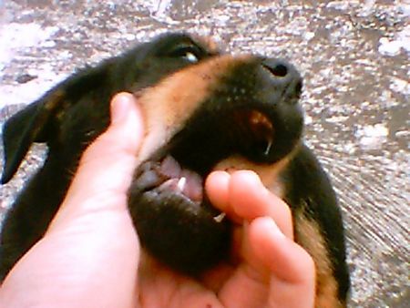 Rottweiler it is great