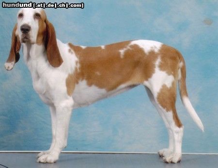 Sabueso Espanol Hunde Foto 15312 in höherer Auflösung ansehen Sabueso Espanol kennel perrera iberica