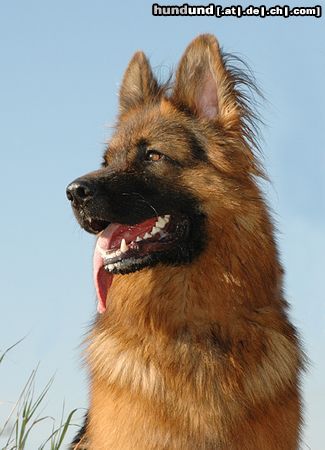 Deutscher Schäferhund Brauner langhaariger Schlag Toro