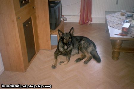 Deutscher Schäferhund Brauner langhaariger Schlag Carlos von Hexenforst