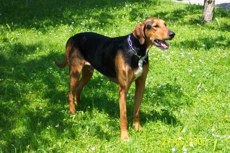 Schillerstövare Hunde Foto 32039 in höherer Auflösung ansehen Schillerstövare Unser lieber Balto