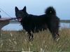 Norwegischer Elchhund schwarz Hund