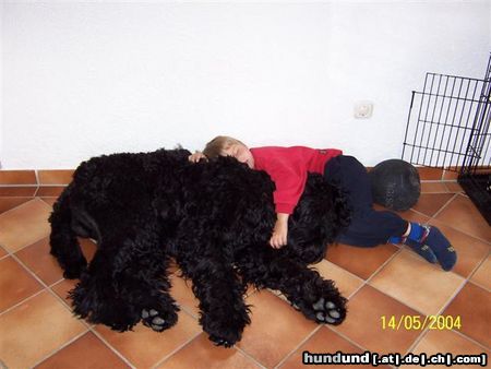 Russischer Schwarzer Terrier SRT sind sehr Kinderfreundlich!!!