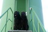 Russischer Schwarzer Terrier Hund