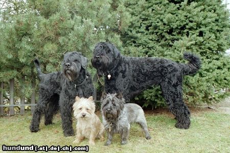 Russischer Schwarzer Terrier ...soviel zur verträglichkeit mit anderen hunden!
