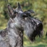 Scottish Terrier, Aberdeen-Terrier, Scotch Terrier (oft verwendet, aber nicht ganz korrekt)