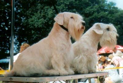 Sealyham-Terrier Hunde Foto 37226 Sealyham-Terrier Alice v. Ammelbruch & Bissy v. Ceynveld